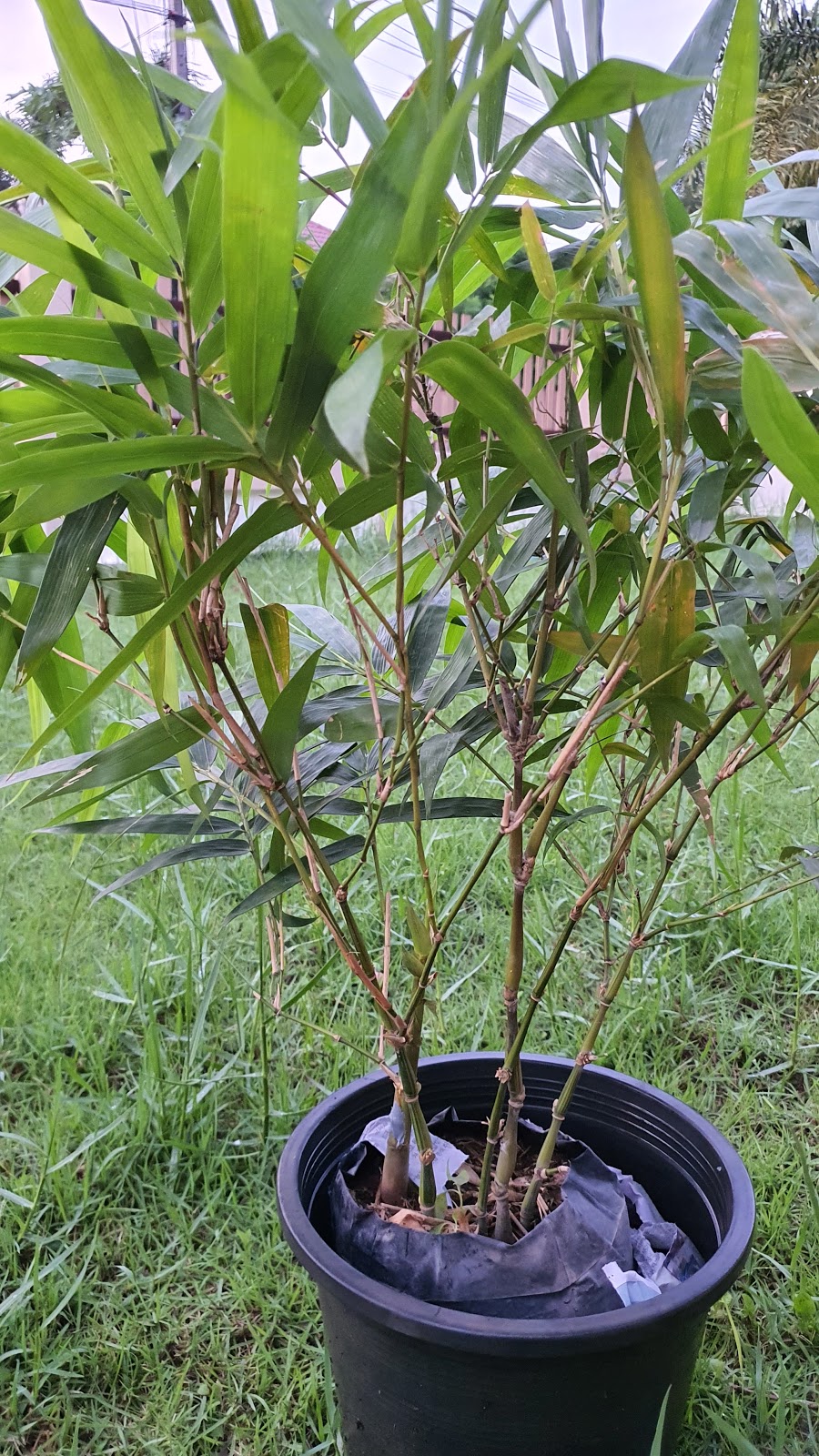   Bambusa vulgaris "Wamin Striata"